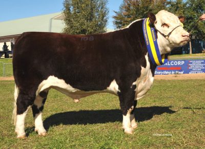 Hereford Bull Glendan Park Hot Shot