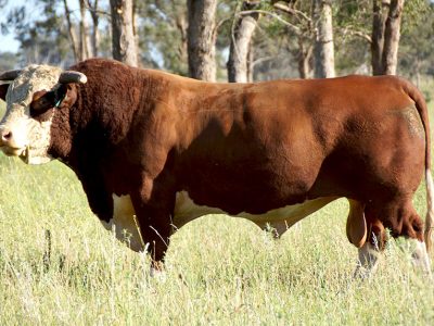 Hereford Bull Inlebrae Flesh