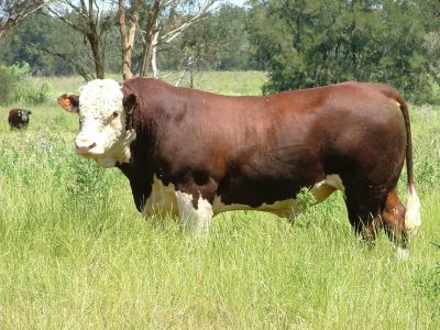 Hereford Bull Wallan Creek D155