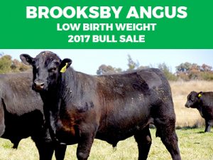 5th Annual Brooksby Angus Low Birth Weight Bull Sale