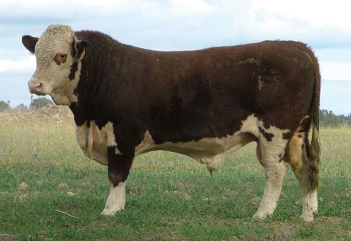 Hereford Bull Glenwarrah C021