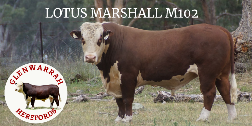 Hereford Bull Lotus Marshall - Glenwarrah Hereford Stud