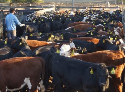 2018 Drop Heifers Sold to Russia with love