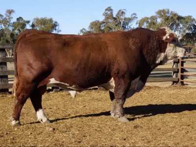 Stanford Kiev K053 - Glenwarrah Herefords bull