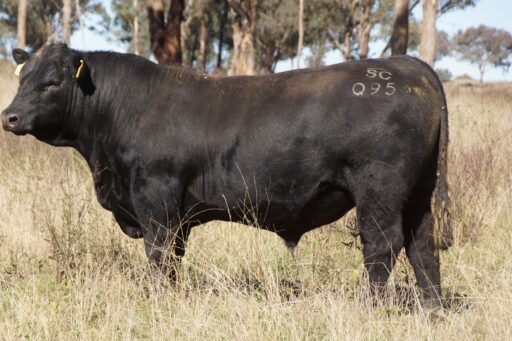 Lot 29 - Brooksby Musgrave Q095