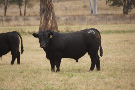 Lot 30 Brooksby General Q083