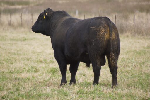 Lot 34 - Brooksby Angus Bull