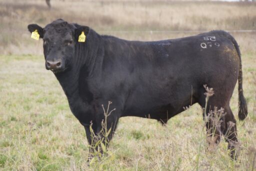 Lot 36 - Brooksby New Day Q099