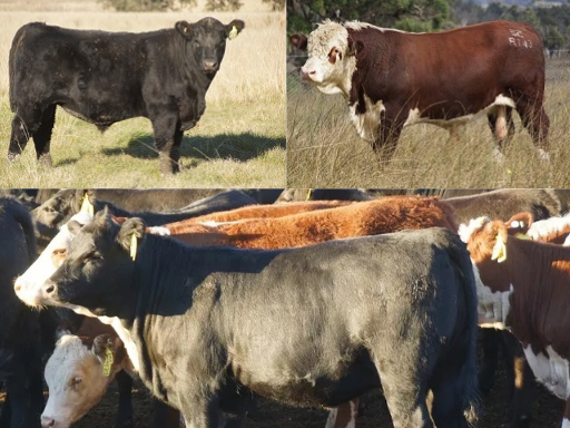 Commercial Cattle Producers Bull Buying Guide
