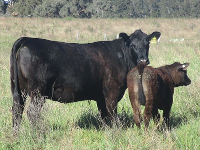 Brooksby Angus Females