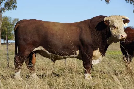 Hereford Bull Steathleigh Olgive F594