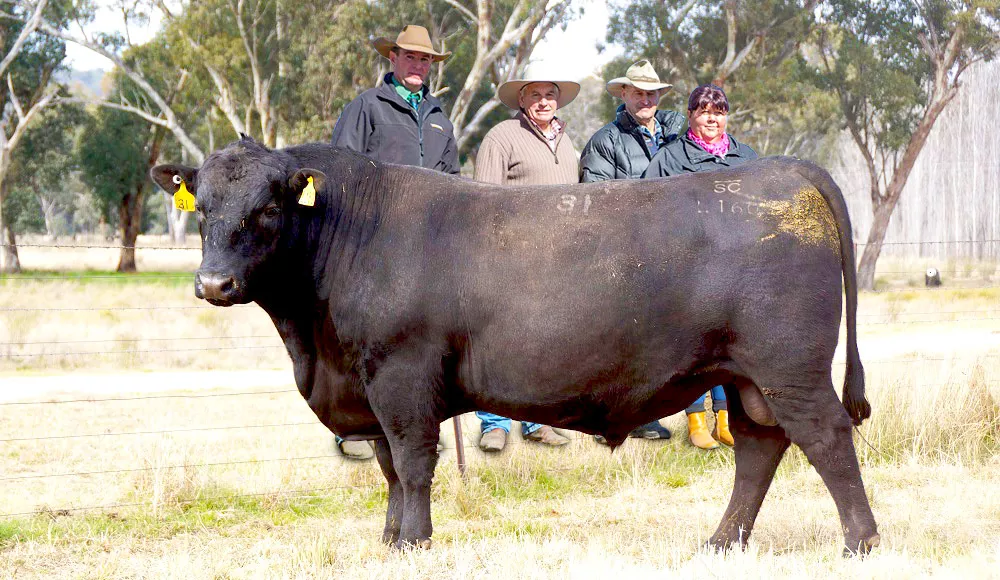 Brooksby Angus Top Priced Bull