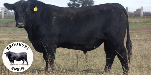 Angus Bull Talis Jermaine J802