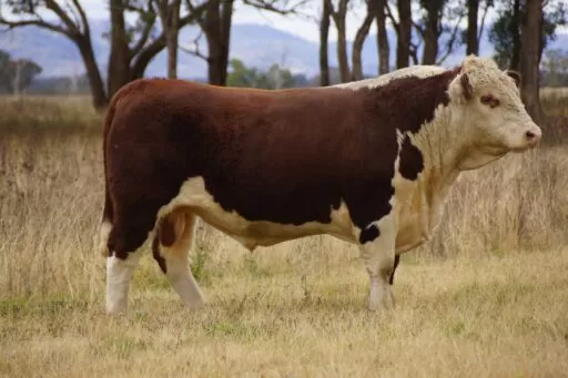 Lot 4 Glenwarrah Hereford Bull