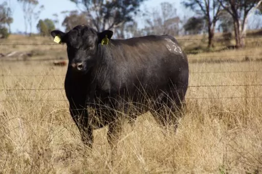 Lot 41 - Brooksby General Q23