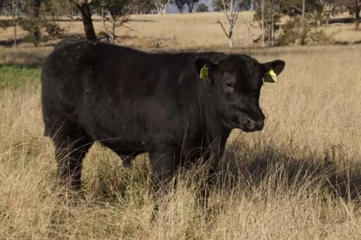 Lot 54 - Brooksby Kerr R112