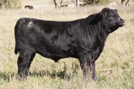 Lot 64 - Brooksby Kerr R147