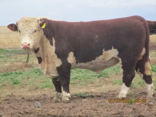 Lot 8 - Burraki Commercial Bull
