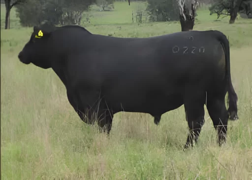 Dunoon Q220 Angus Bull