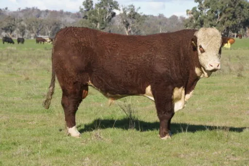 Lot 31 - GLENWARRAH MAXIMUS V037 (H)
