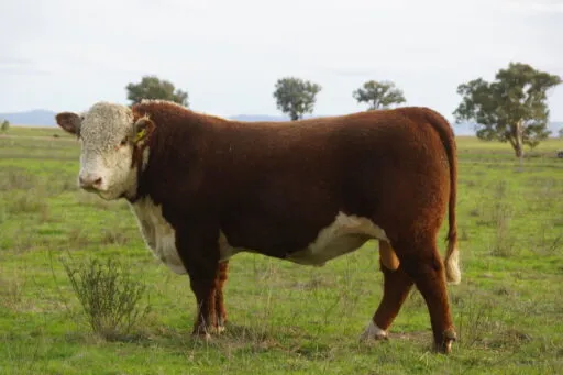 Lot 32 - GLENWARRAH MAXIMUS V002 (H)