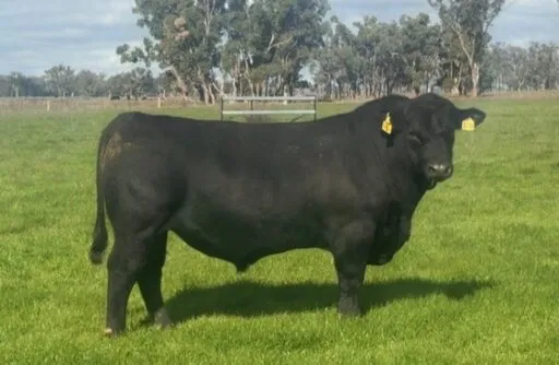 Lot 5 - BROOKSBY STICK TO BLACK V280SV