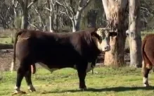 Lot 30 - GLENWARRAH MAXIMUS U410 (H)